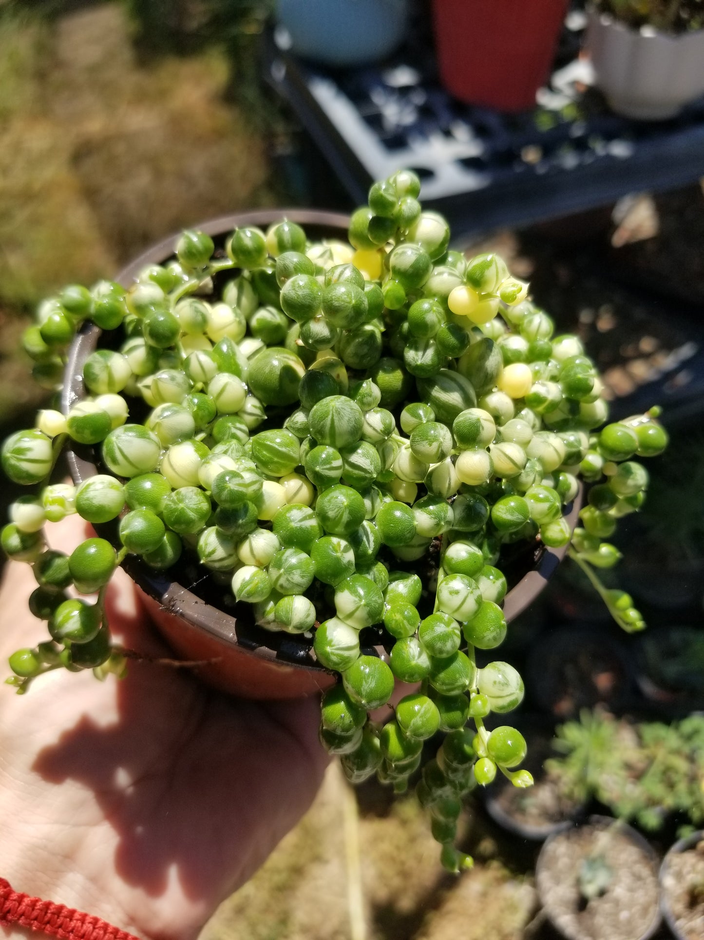 4" Variegated Strings of Pearls