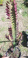 Euphorbia Trigona Rubra "Milk Tree" (1 Gal. Pot)