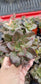 Echeveria Croma (4" pot) Succulent plant