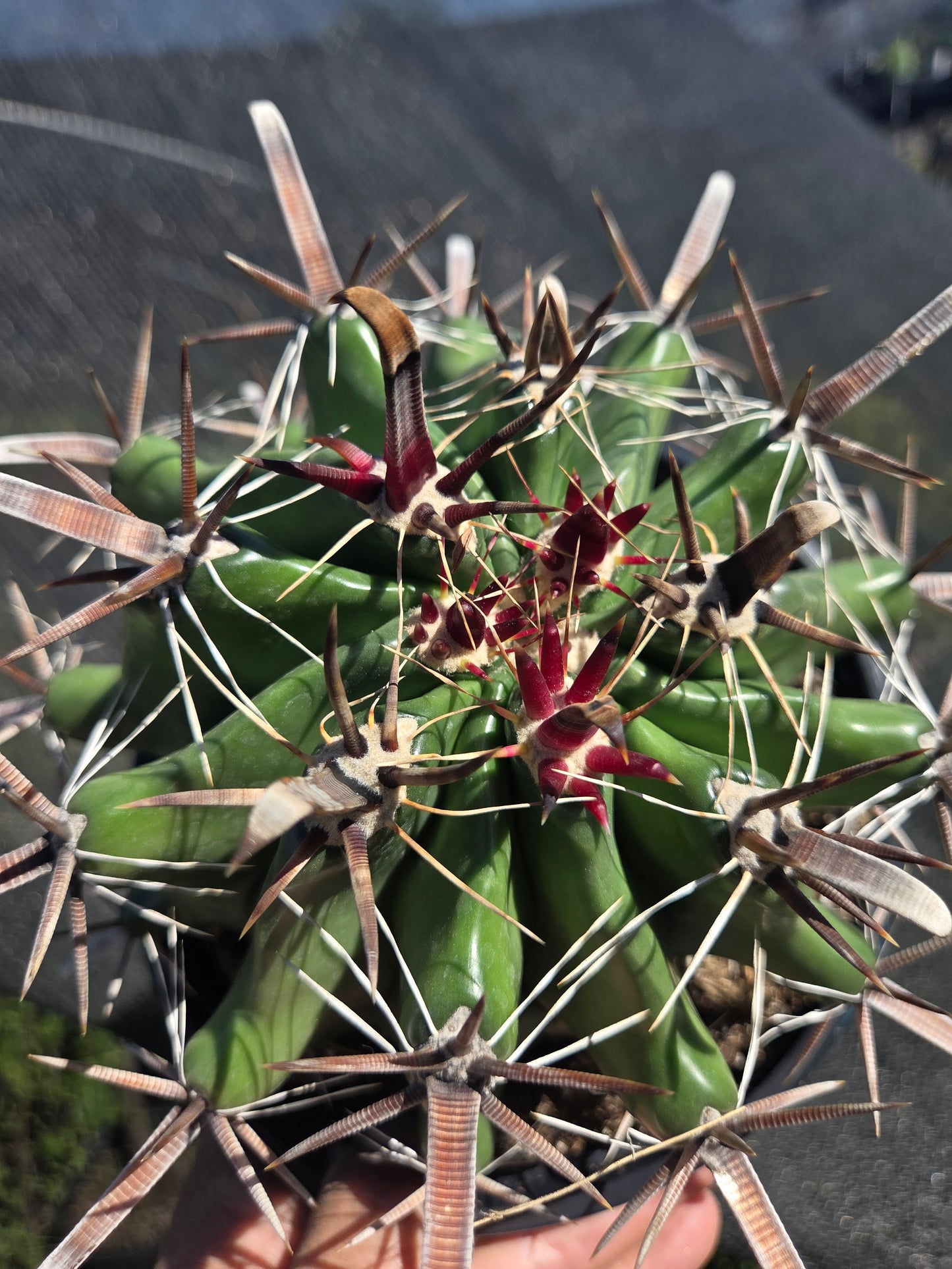 Fishhook Barrel Cactus "Ferocactus Wislizeni" (1 Gal. Pot)