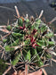 Fishhook Barrel Cactus "Ferocactus Wislizeni" (1 Gal. Pot)