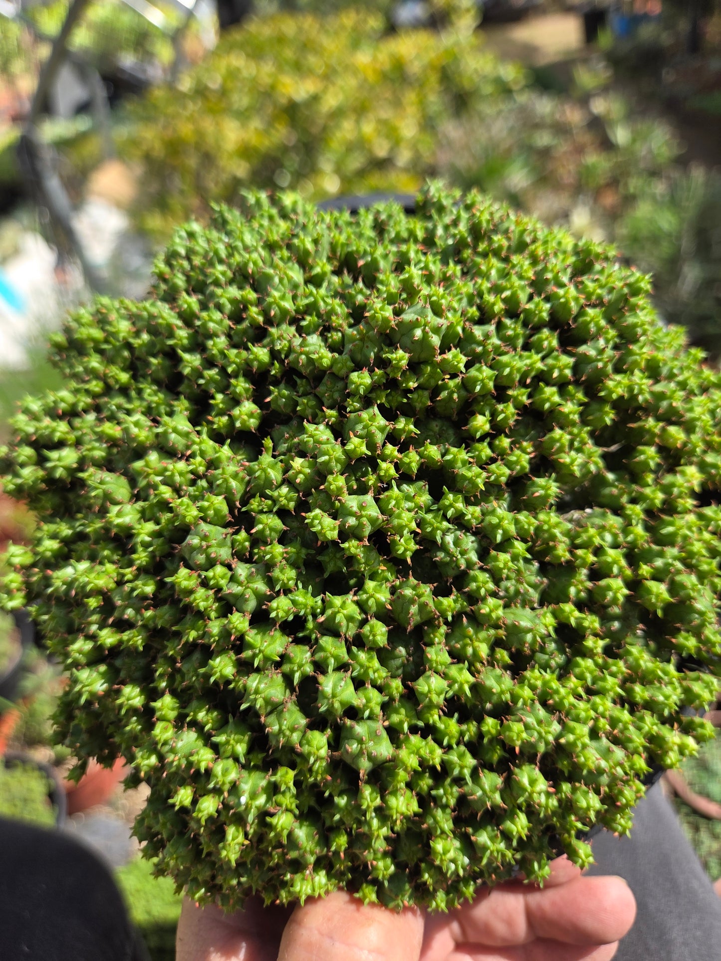 Euphorbia Submammillaris Montrose (1 Gal. pot)