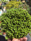 Euphorbia Submammillaris Montrose (1 Gal. pot)