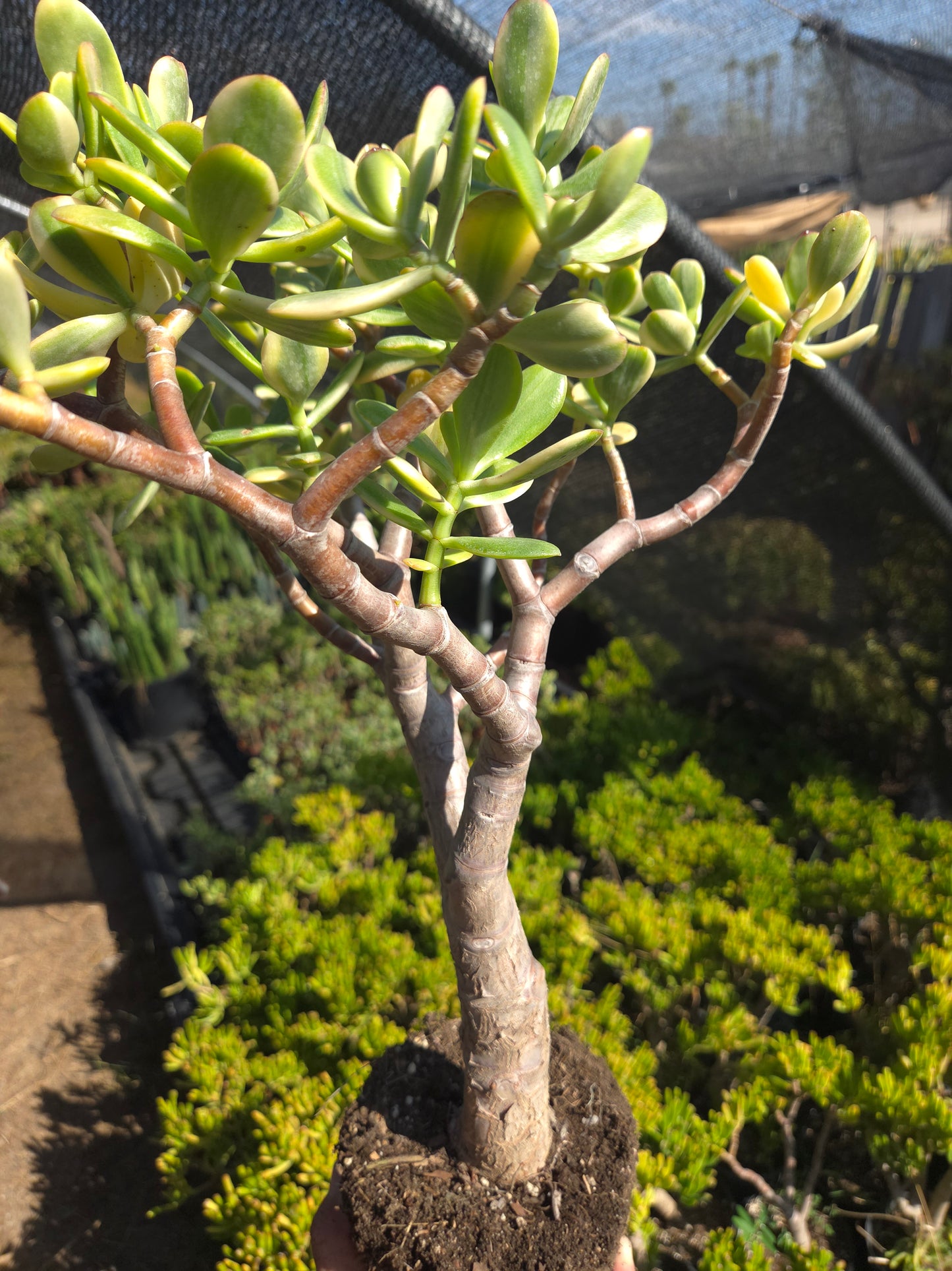 Crassula Ovata Lemon and Lime Tree, Bonsai Tree