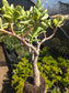 Crassula Ovata Lemon and Lime Tree, Bonsai Tree