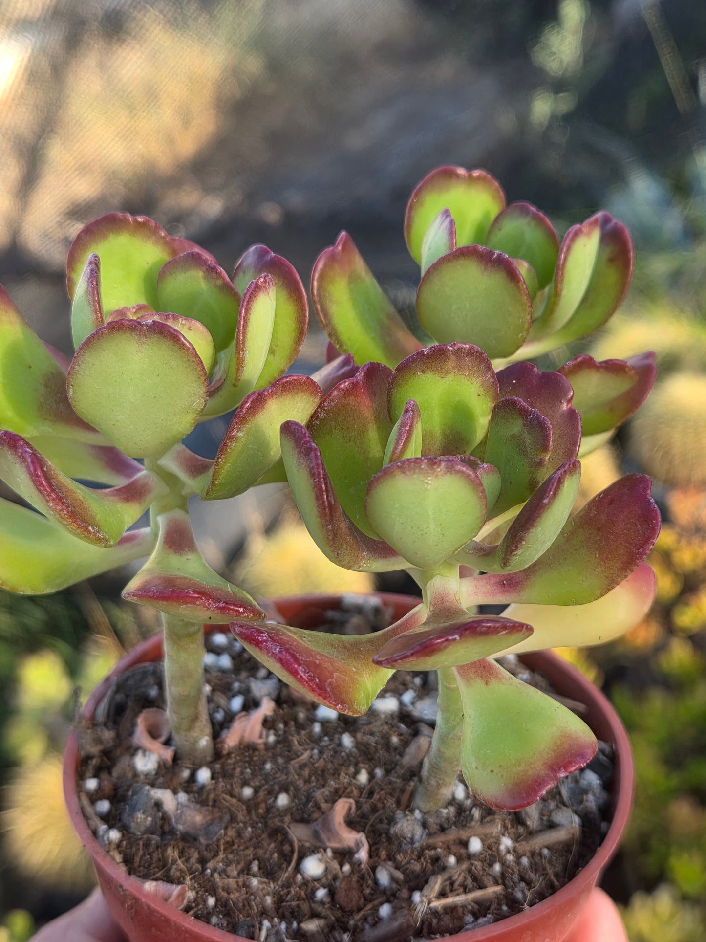 Sedum Dendroideum (4" pot)