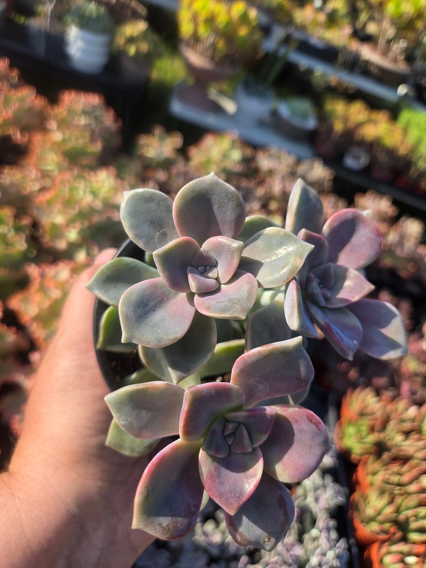 Graptopetalum Purple Delight