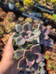 Graptopetalum Purple Delight