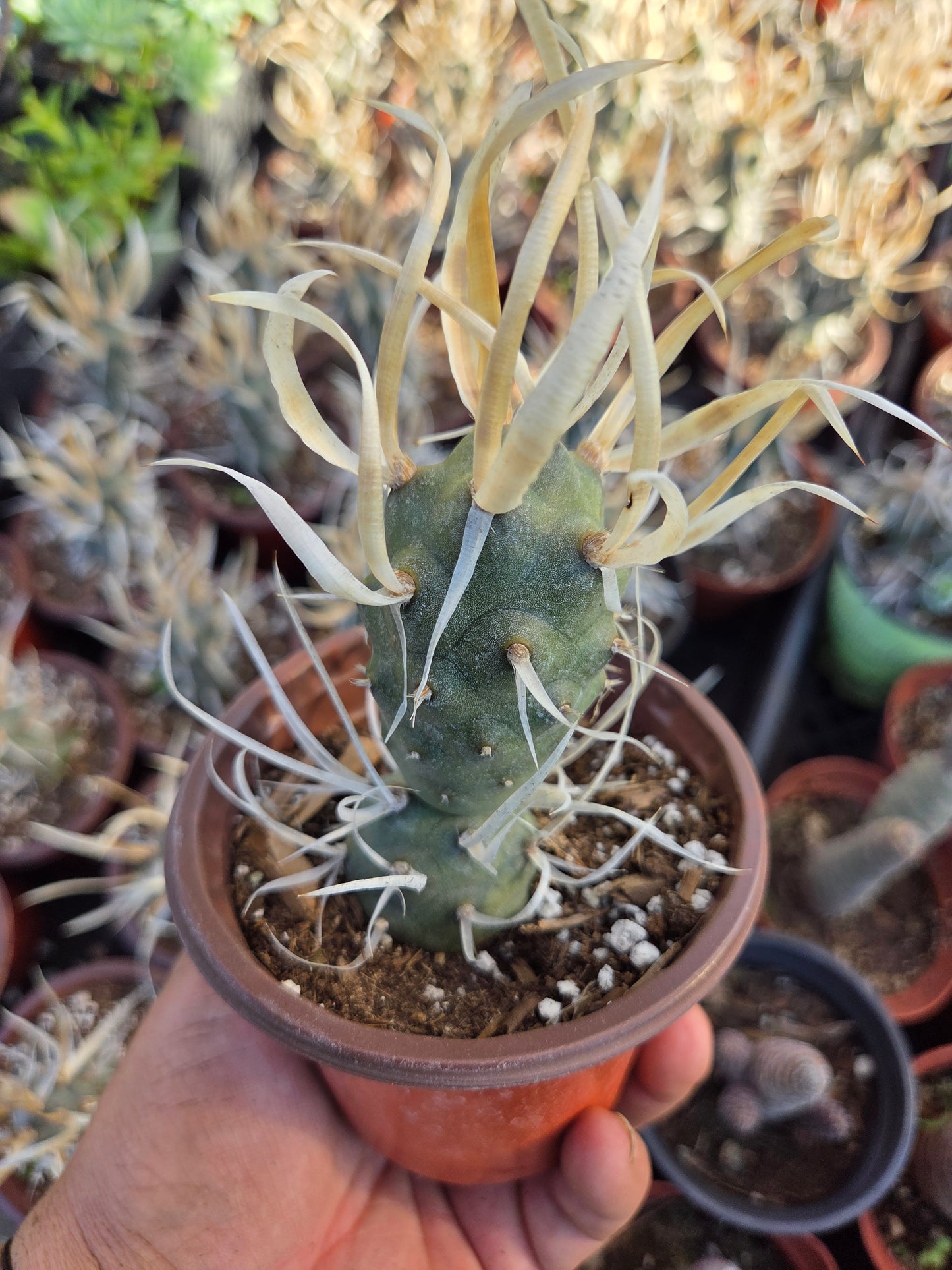 Paper Spine Cactus "Tephrocactus Articulatus" (4" pot)