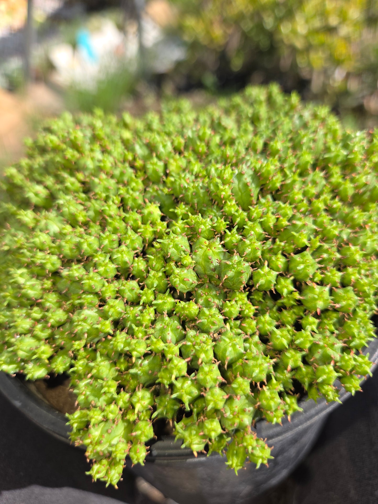 Euphorbia Submammillaris Montrose (1 Gal. pot)