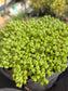 Euphorbia Submammillaris Montrose (1 Gal. pot)