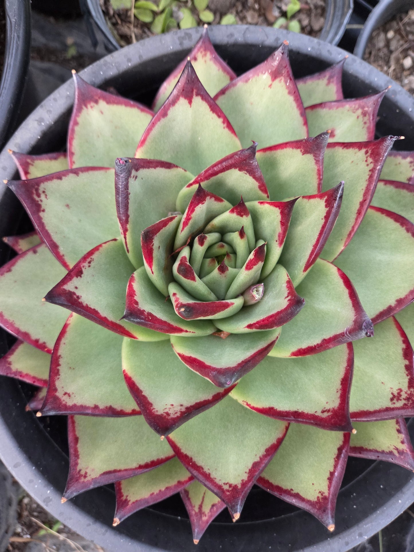 Echeveria Agavoide Ebony (3 gal. Pot)
