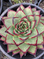Echeveria Agavoide Ebony (3 gal. Pot)