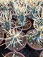 Paper Spine Cactus "Tephrocactus Articulatus" (4" pot)