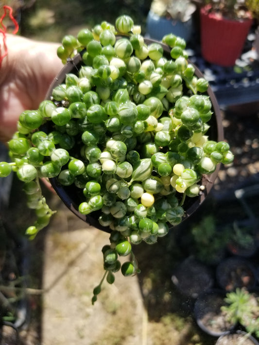 4" Variegated Strings of Pearls