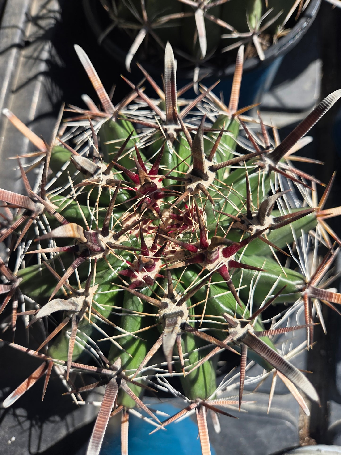 Fishhook Barrel Cactus "Ferocactus Wislizeni" (1 Gal. Pot)