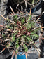 Fishhook Barrel Cactus "Ferocactus Wislizeni" (1 Gal. Pot)