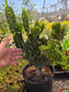 Euphorbia Royleana Crested (3 Gal. Pot)