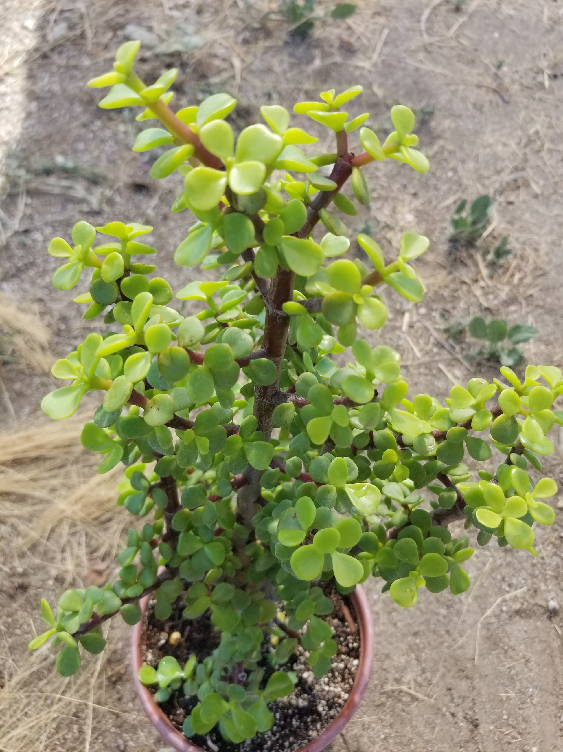 portulacaria afra medio Portulacaria Afra "Elephant Bush Tree" – Beaultiful Desert Plants