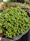 Euphorbia Submammillaris Montrose (1 Gal. pot)