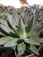 Agave Blue Glow