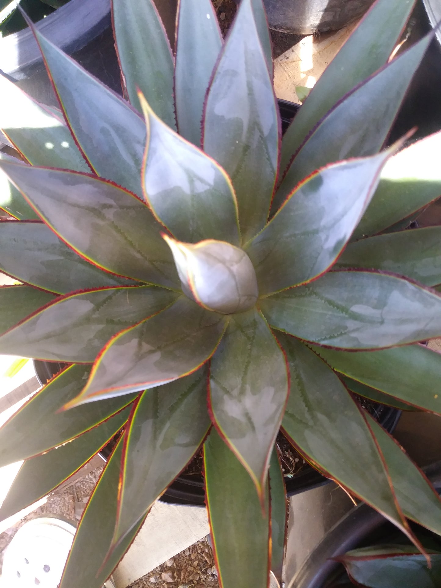 Agave Blue Glow