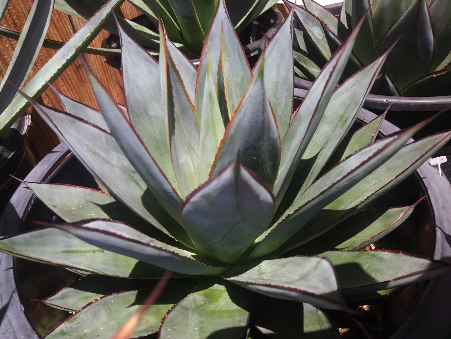 Agave Blue Glow