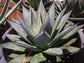 Agave Blue Glow