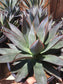 Agave Blue Glow