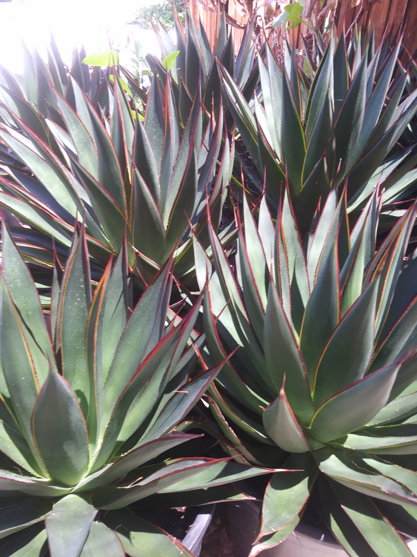 Agave Blue Glow