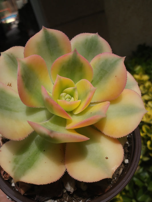 Aeonium Sunburst (4" Pot)