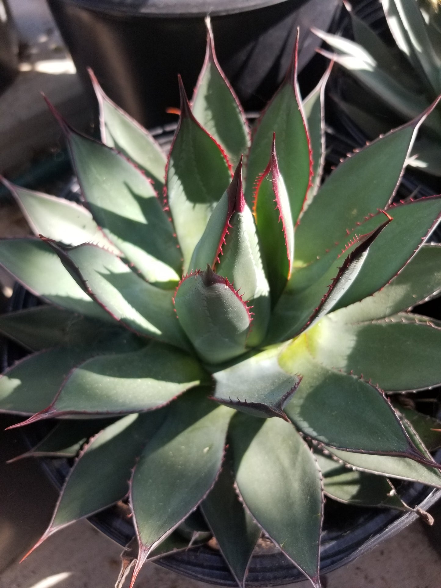 Agave Blue Ember