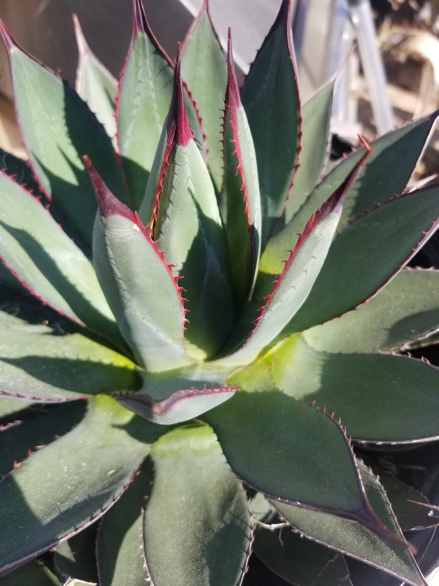 Agave Blue Ember