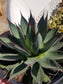 Agave Blue Ember