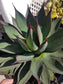 Agave Blue Ember