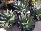 Agave Blue Ember