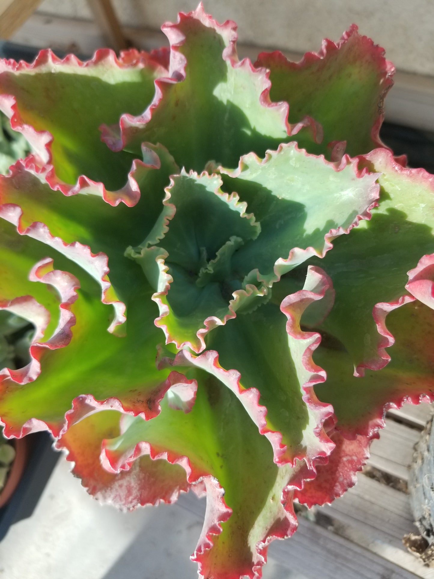 Echeveria Dicks Pink