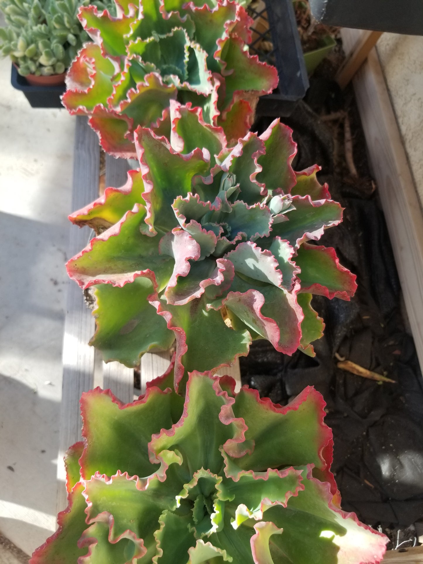 Echeveria Dicks Pink