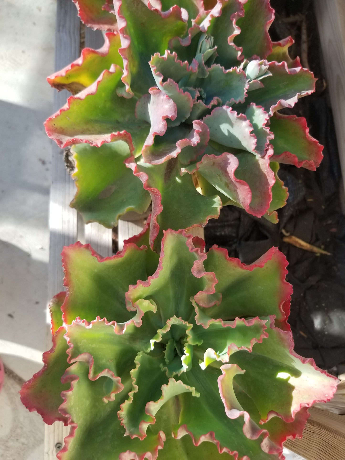 Echeveria Dicks Pink