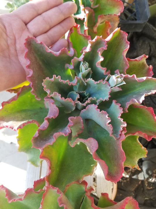 Echeveria Dicks Pink