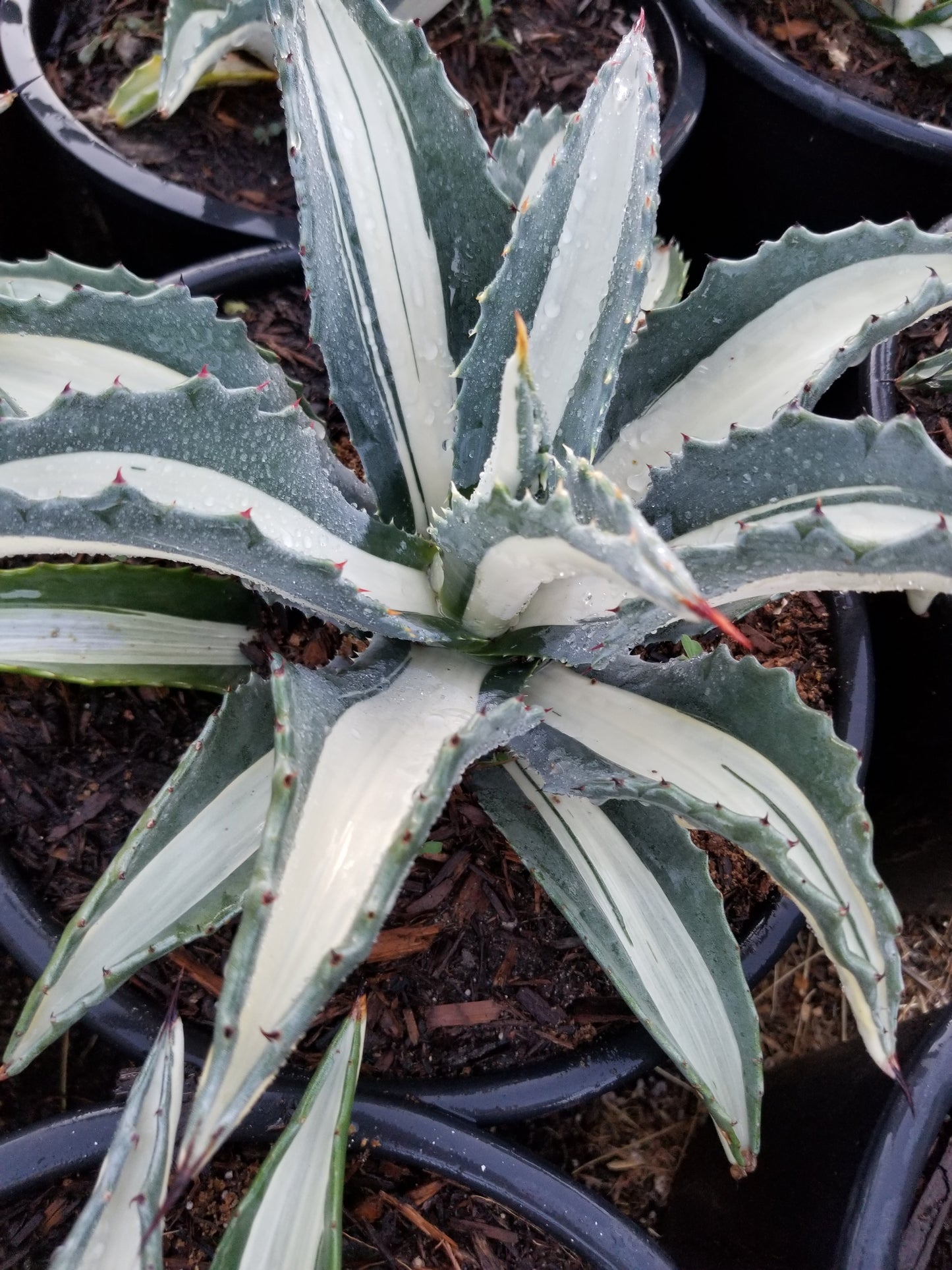 Agave Mediopicta Alba