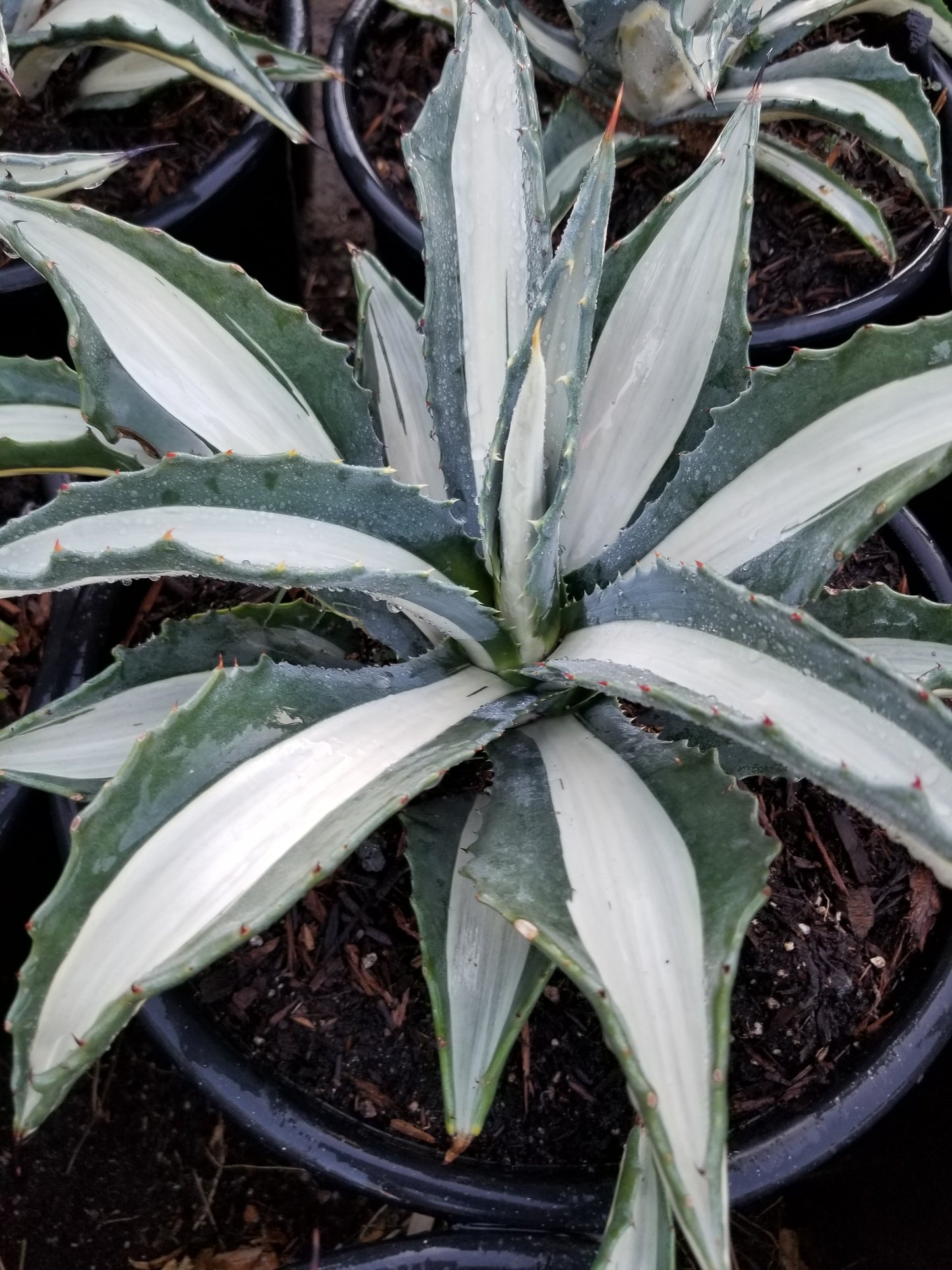 Agave Mediopicta Alba