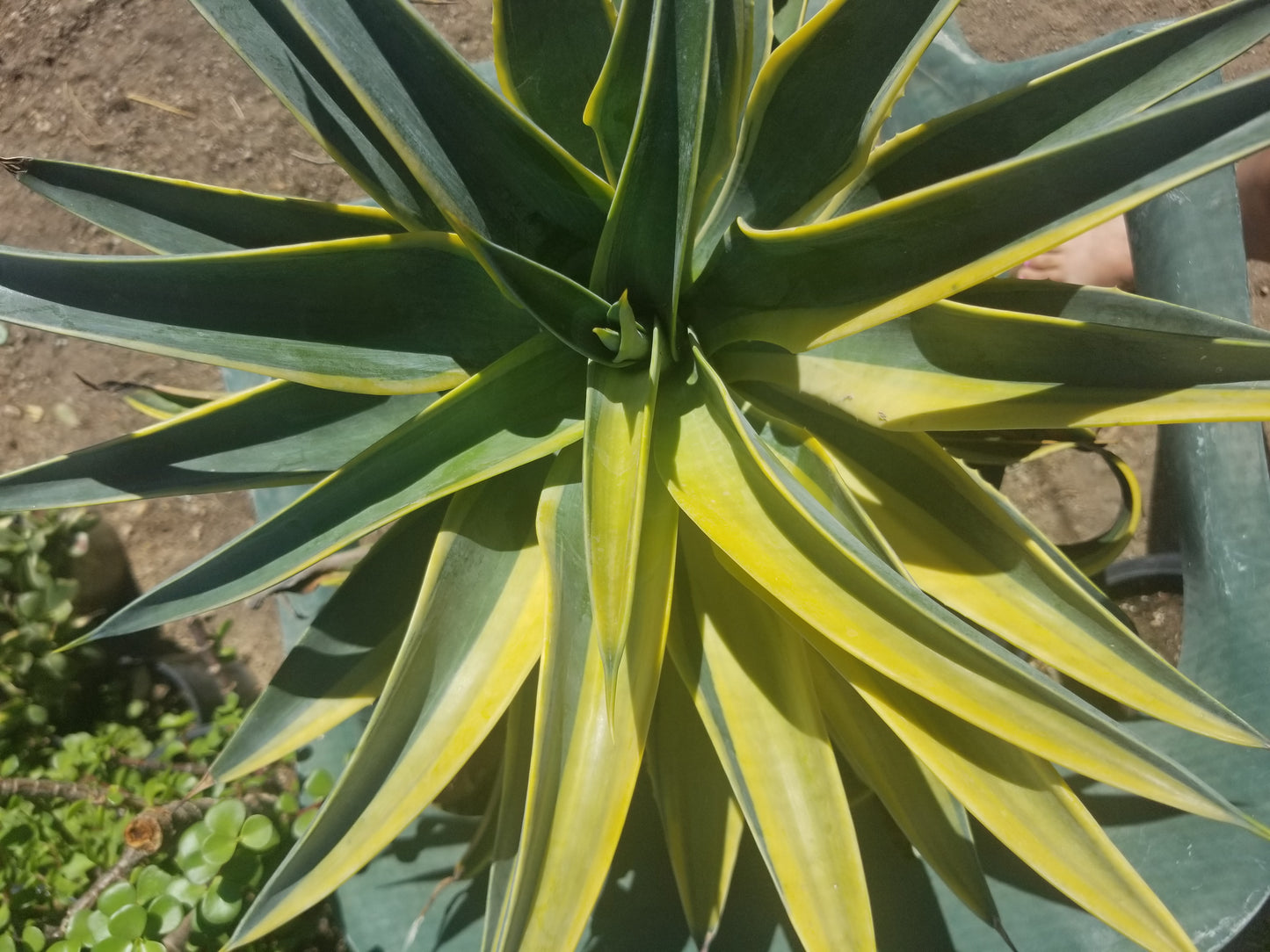 Agave Desmettianna Variegated "Half Moon" (5 Gal. Pot)