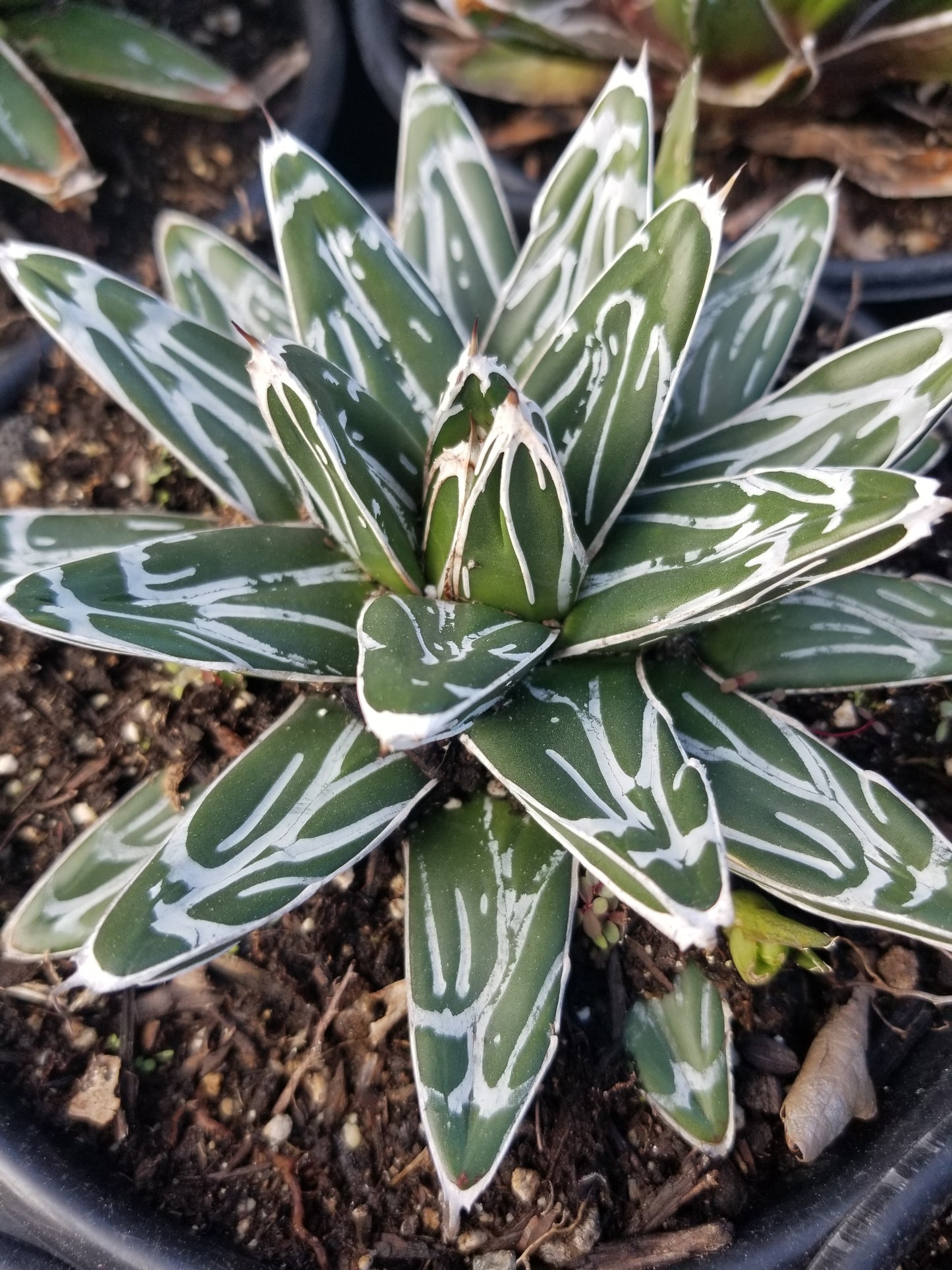 Agave Victoria Reginae