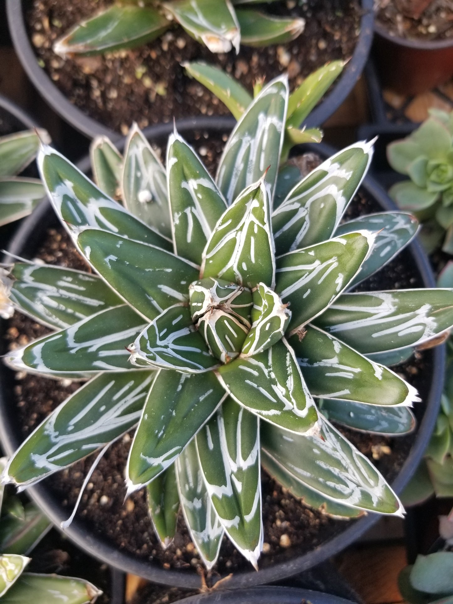 Agave Victoria Reginae – Beaultiful Desert Plants