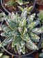 Agave Victoria Reginae