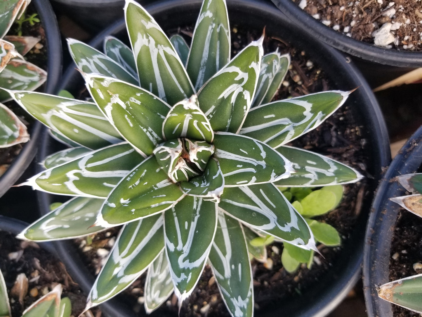 Agave Victoria Reginae