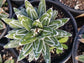 Agave Victoria Reginae