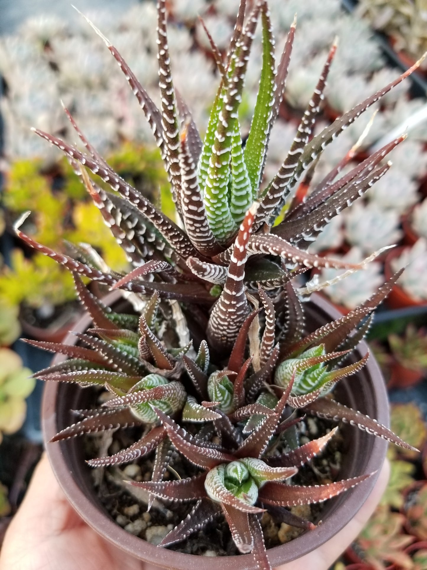 Haworthia Fasciata Zebra (4" pot)