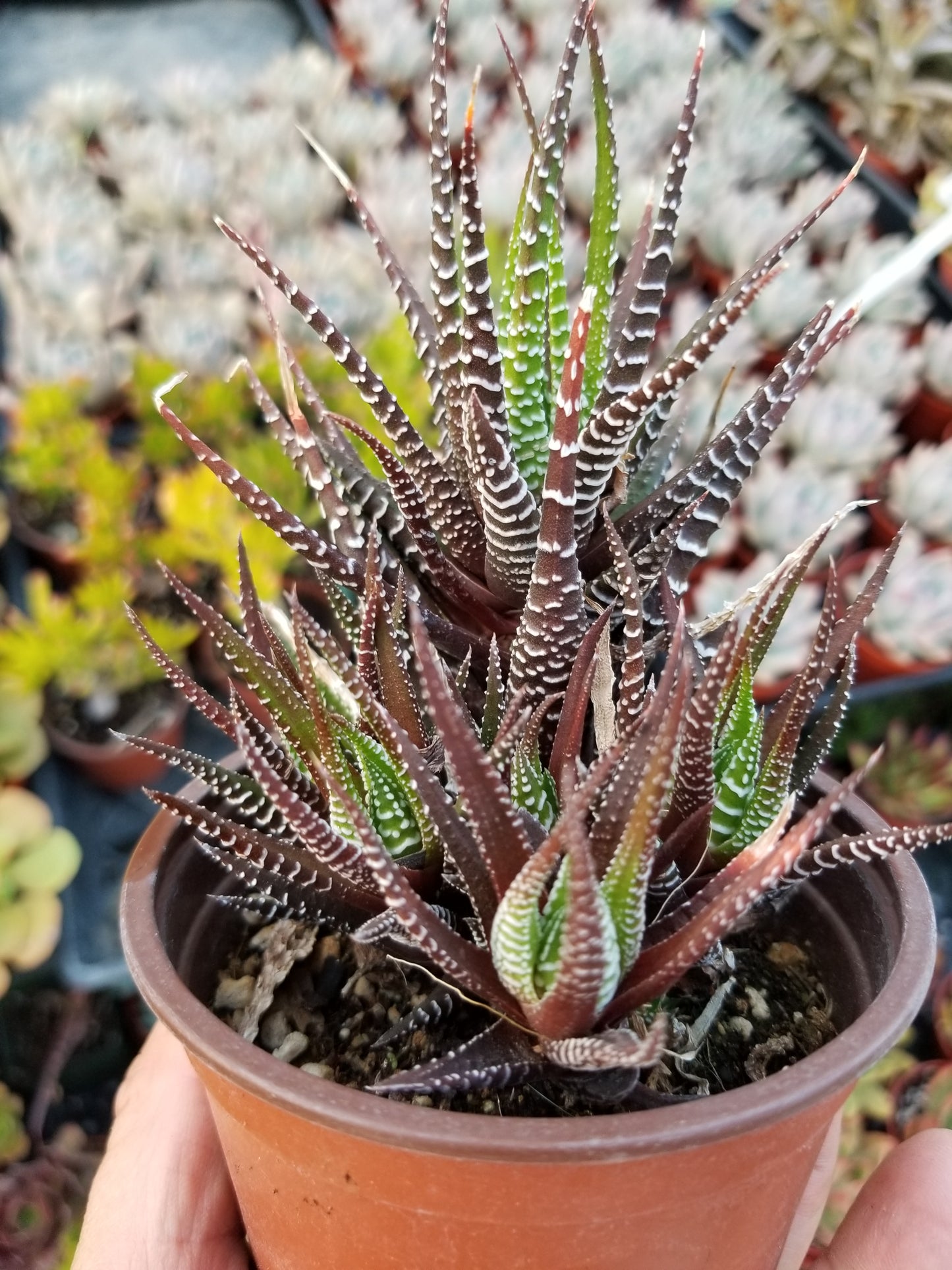 Haworthia Fasciata Zebra (4" pot)